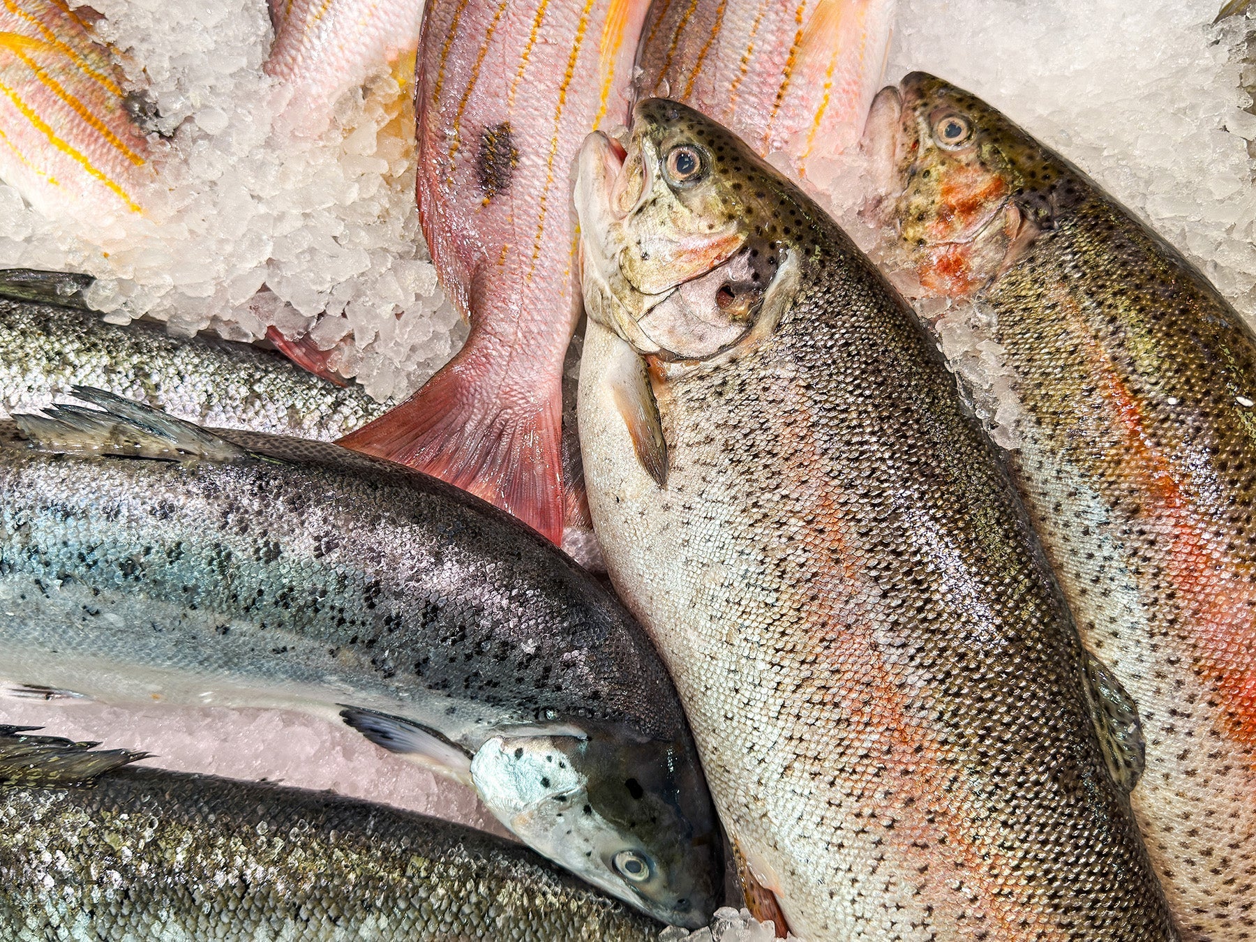 Fish & Marine Oils