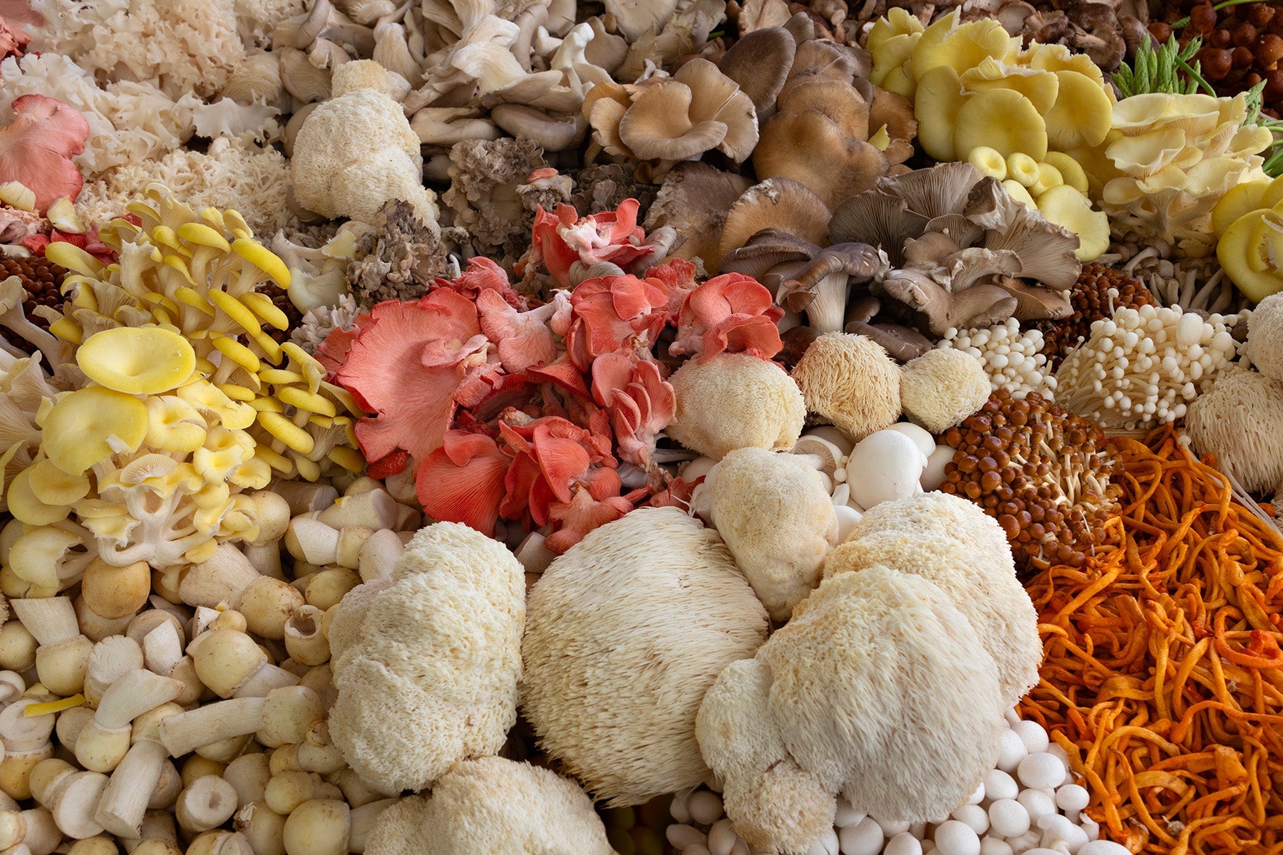 Medicinal Mushrooms