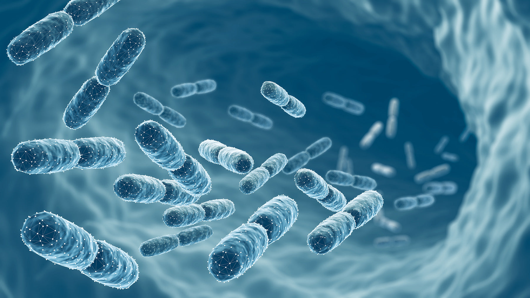 Probiotics & Digestion